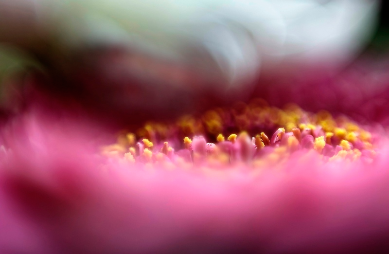 Illustration for article titled Shooting Challenge Freelensing Gallery 1